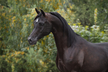 Portrait of a beautiful black arabian horse on natural green summer background, head closeup