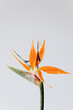 © Vera Lair/Stocksy - Bird of paradise plant