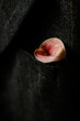 © Vera Lair/Stocksy - cala lily in gray man suit pocket