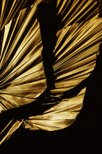 Golden Palm Leaf