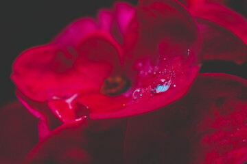 Red Flower 2 