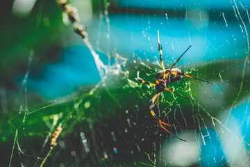 spider on the web