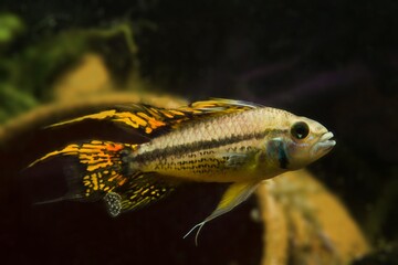 Wall Mural - adult male Apistogramma cacatuoides, popular freshwater dwarf cichlid, strong and aggressive species, low light blackwater acidic habitat