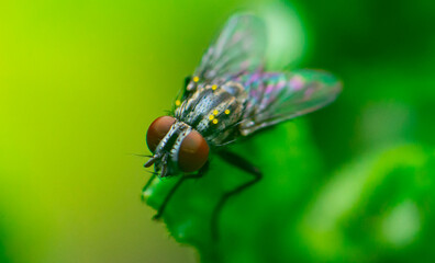 fly on leaf