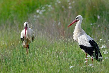 Wall Mural - Weißstorch (Ciconia ciconia) -  White stork