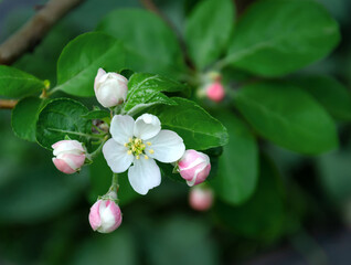 blooming fruit tree with beautiful flowers, spring day