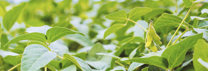 Sticker - Stems of young green soybean plants during the period of active growth with immature pods against the background of a soybean field. Agricultural banner, background with space for text.