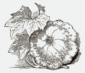 Wall Mural - Early white bush scallop with leaves. Illustration after an antique engraving from the 19th century