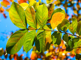 colorful leaves on branch in the fall