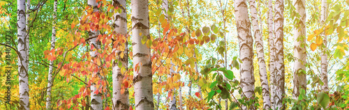 Birch grove on sunny autumn day, beautiful landscape close-up through foliage...