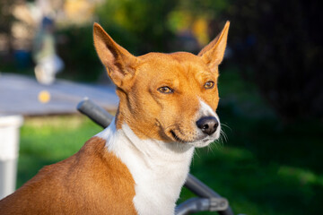 Portrait of a beautiful African Basenji Kongo terrier puppy outdoors. Breed of hunting dog bred in Africa