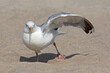 © Thorsten Schier - Eine Silbermöwe scheint mit ihrem linken Flügel zu winken. Lustiger Vogel.