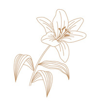 Lily Flower Vector Illustration Outline Art. Designed For Postcard, Wedding  And Other. Contour Of Blooming Lily Isolated Over White Background. 