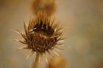 Canvas Print - Dry brown burdock plant with old thorn buds.