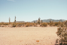 Arizona Desert