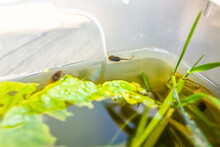 Closeup Of Treefrog Tadpoles Swimming In Aquarium Outside With Green Lettuce Leaves For Food And Plants
