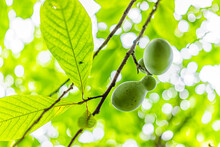 Macro Closeup Low Angle View Looking Up Of Two Unripe Pawpaw Fruit Hanging Growing On Plant Tree In Garden Wild Foraging With Sunny Leaves
