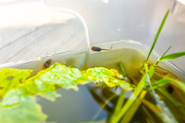 Closeup of treefrog tadpoles swimming in aquarium outside with green lettuce leaves for food and plants