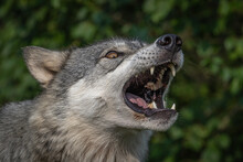 Wolves Howling, Fighting And Playing