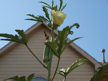 The Hibiscus-like Flower Of The Okra Plant With The Fruit Pod Growing Below Close To The Stem.