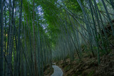 Fototapeta Dziecięca - Inside view of a bamboo forest in emerald valley, in Anhui province, China.