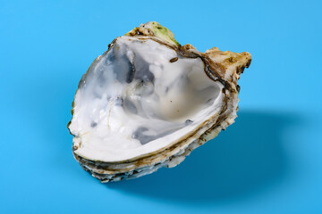 side view oyster shell on blue background