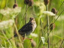 Savannah Sparrow Bird Balancing Between Two Wildflower Stem With White Prairie Seed Head Blurred Around