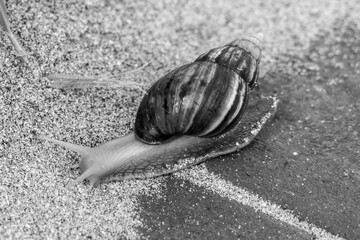 close up of a snail black and white