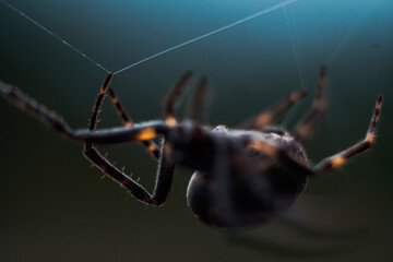 macro of a spider