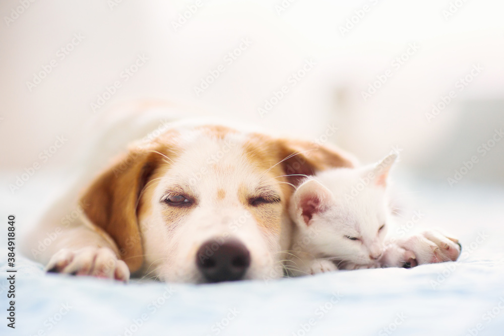 Cat and dog sleeping. Puppy and kitten sleep. - obrazy, fototapety, plakaty 
