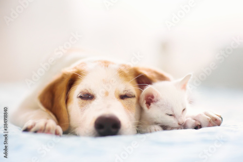 Cat and dog sleeping. Puppy and kitten sleep. © famveldman