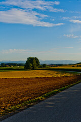 Wall Mural - wheat field in september near enns, upper austria