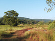 © Jayant K - Landscape of natural red soil road in middle of green grass