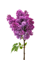 Wall Mural - lilac isolated