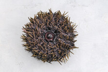 Fresh Sea Urchin On White Clean Background Macro Photo
