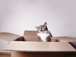 © Axel Bueckert - funny laughing cat in a cardboard box or carton with copy space