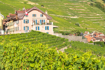 Wall Mural - Vineyards in Lavaux region, Switzerland