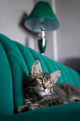 Sticker - Kitten lying on the green sofa