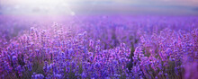 Sunset Sky Over A Summer Lavender Field