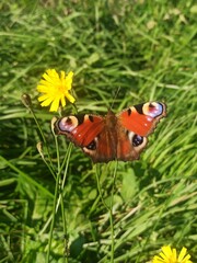  butterfly on a flower