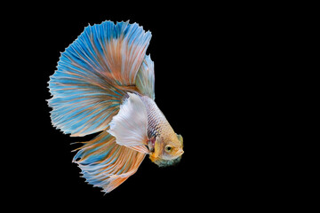 Wall Mural - Siamese fighting fish on a black background