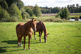 Fototapeta Konie - horse in the meadow