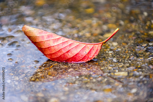 Cuadros en Lienzo Autumn red leaf in a puddle of rain water outside on a wet rainy day