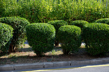 Green Hedge Trimmed In The Garden Yard Lawn Trees In Row Alley Evergreen Edge Round