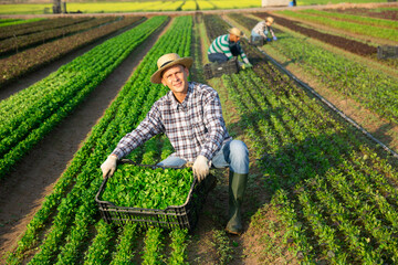 Focused male farmer gathering harvest of organic corn salad on field