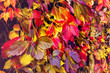 Close-up of wild grapes colorful leaves, fall natural background . Red, orange, yellow, purple autumn leaves wall. Greeting card, holidays, natural decoration, desktop wallpaper, bright backdrop.