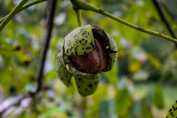 Wall Mural - A cracked green shell from which a walnut can be seen. Walnut on a branch.