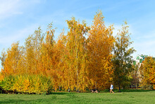 Gold Autumn. Bright Multi-colored Trees In Mitino Landscape Park. Moscow, Russia