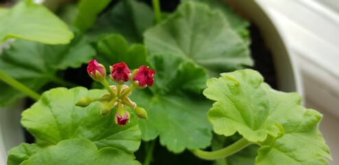 red and yellow flower