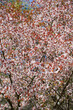 Beautiful Cherry blossom , pink sakura flower. background texture